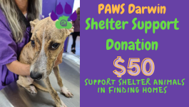Shelter Donation