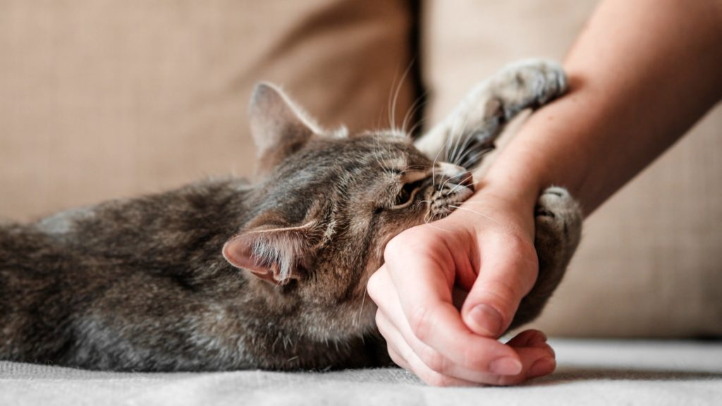 Cat Play Aggression: What Is It? & What To Do